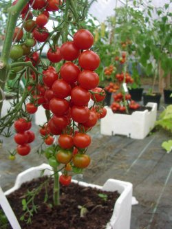 Tomatfrø - Almindelig