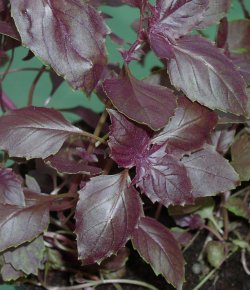 Basilikum Dark Opal, min 250 frø