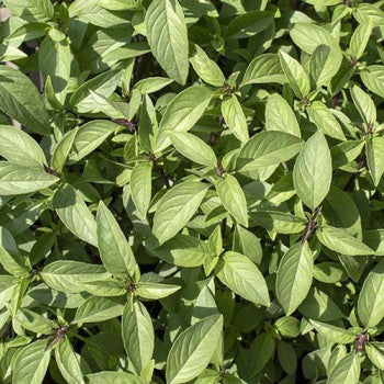 Basilikum Thai, min 125 frø