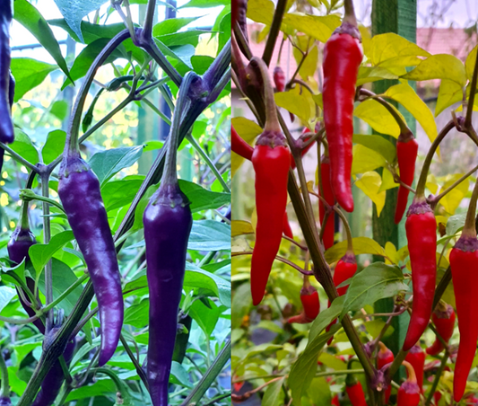 Cayenne Purple, 10 frø