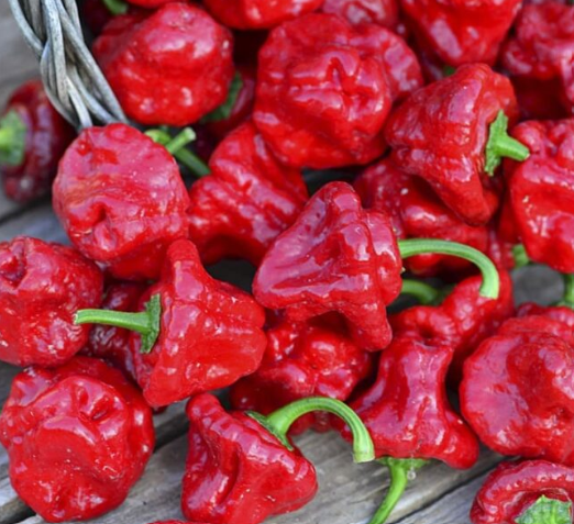 Jamaican Hot Red, 10 frø
