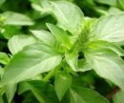 Basilikum Citron, min 250 frø