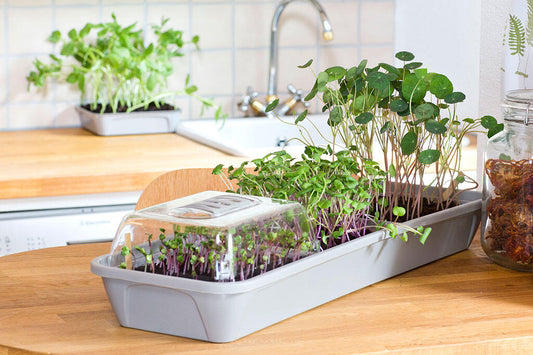 3x Micro Leaf spirer + 3-box