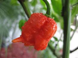 Carolina Reaper, 10 frø