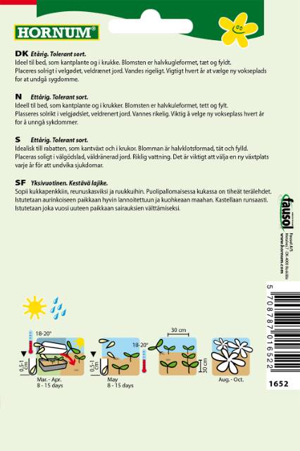 Asters Dværg blanding Dwarf