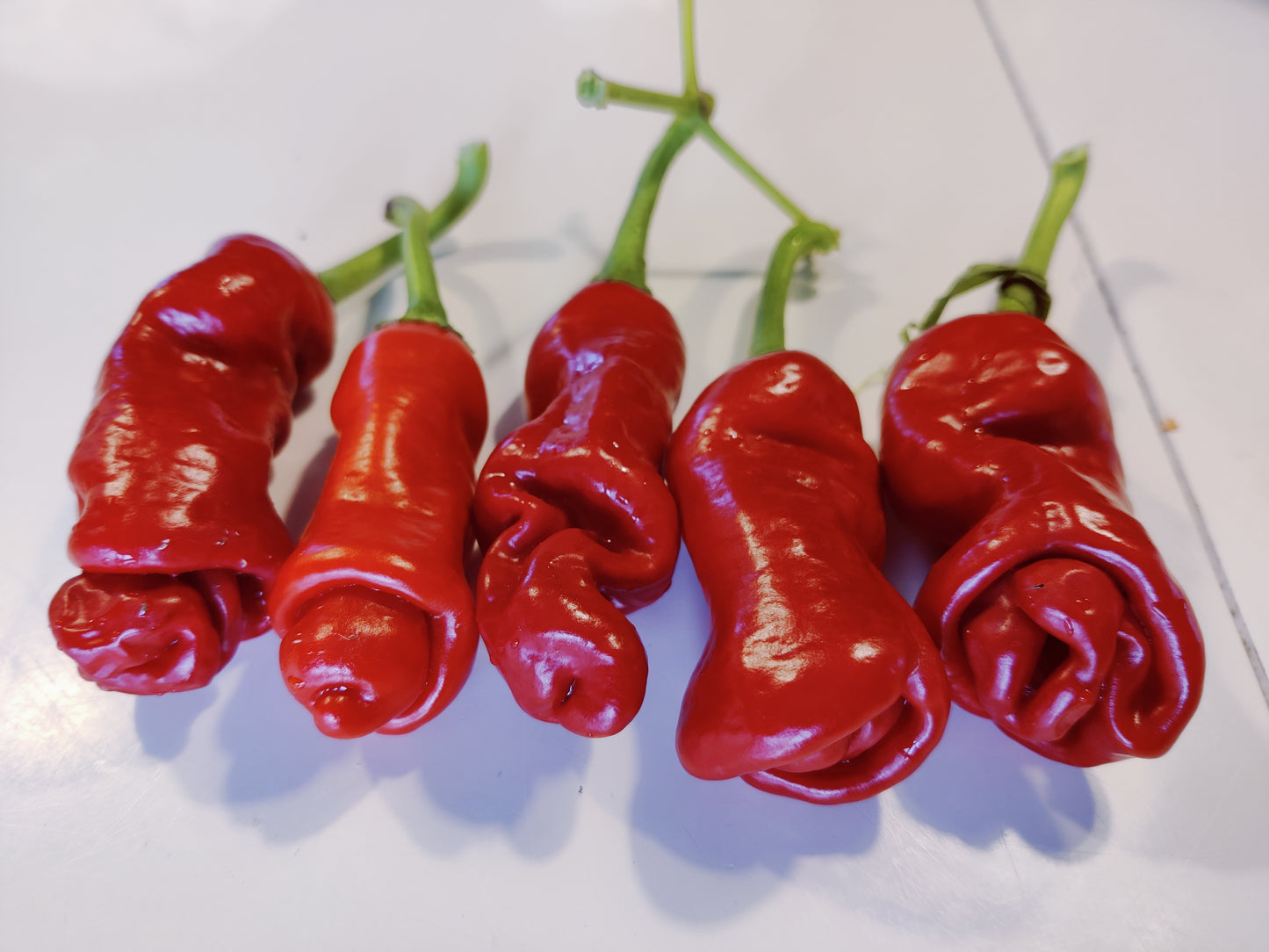 Peter Penis Red, 10 frø