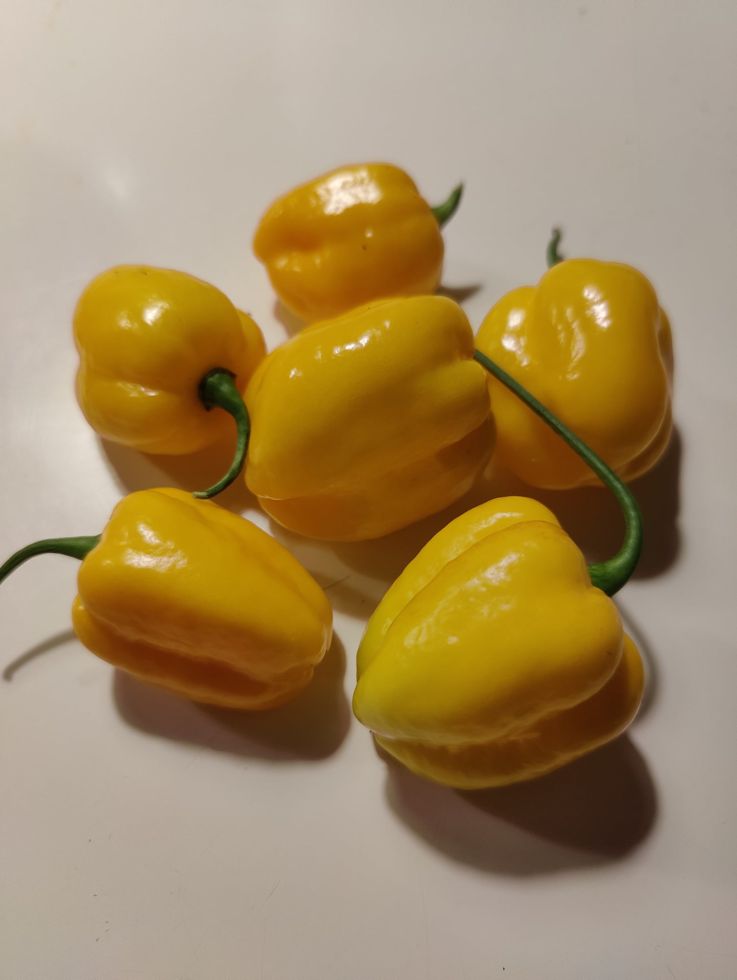 Sunshine Habanero, 10 frø