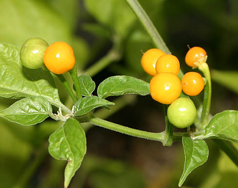Aji Charapita, 10 frø