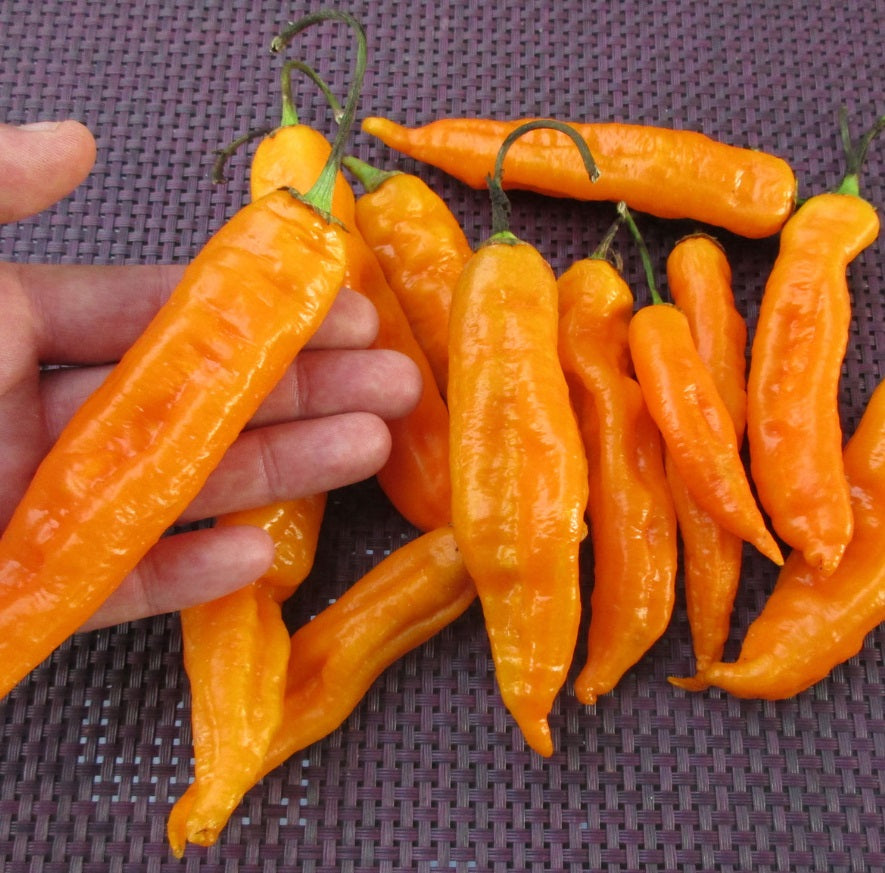 Aji Golden, 10 frø