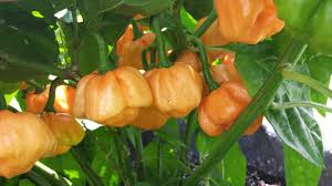 Bahamian Goat, 10 frø