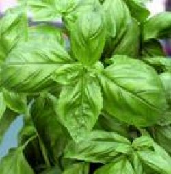 Basilikum Genovese, min 250 frø