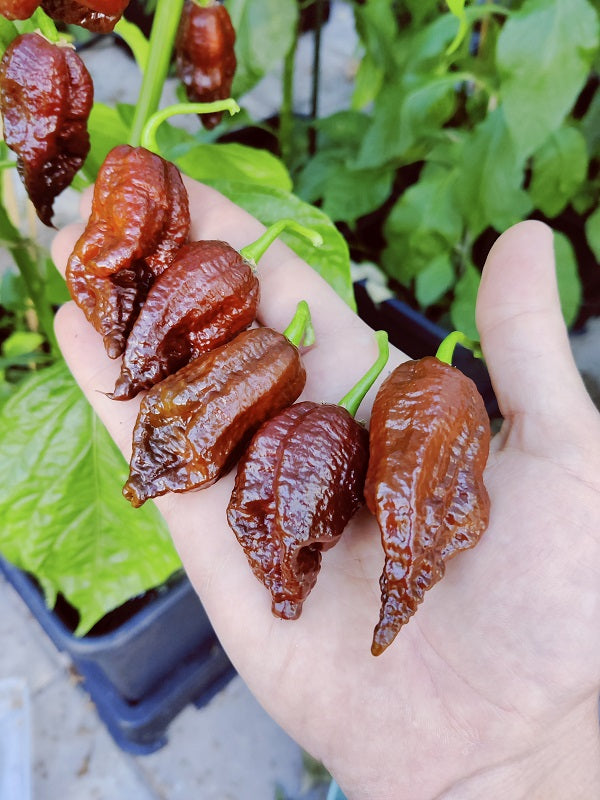 Big Black Mama, 5 frø