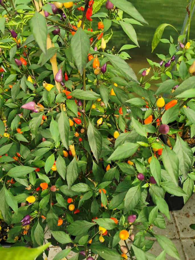 Bolivian Rainbow, 10 frø