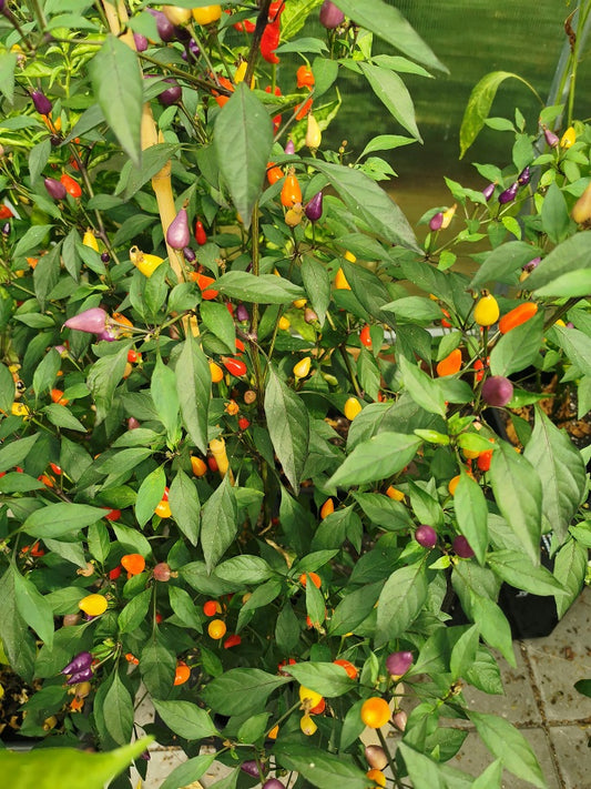 Bolivian Rainbow, 10 frø