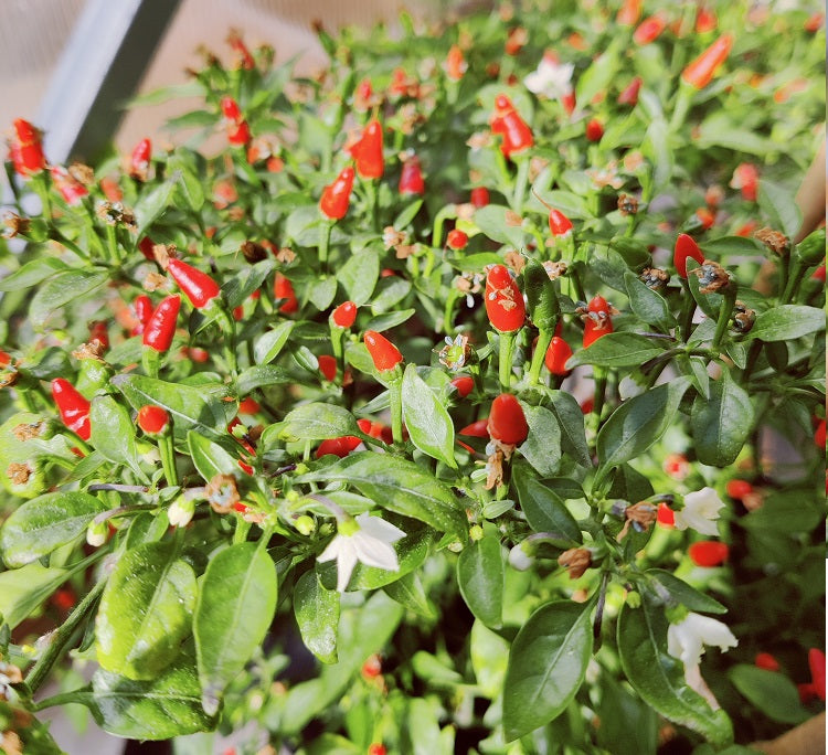 Bonsai, 10 frø