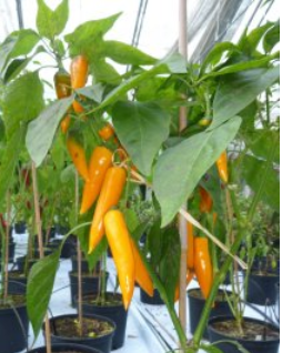 Bulgarian Carrot, 10 frø