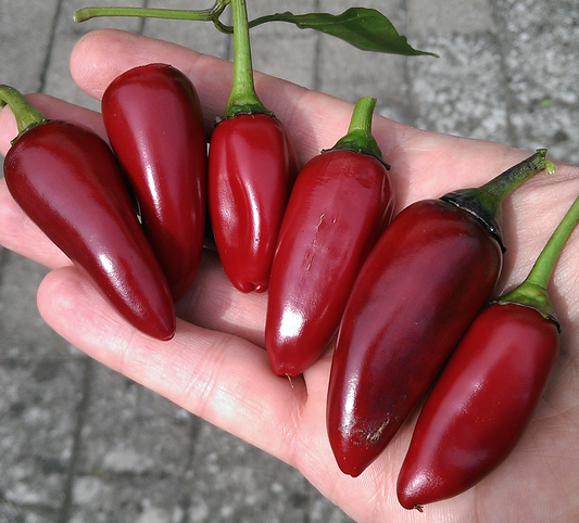 Czechoslovakian Black, 10 frø