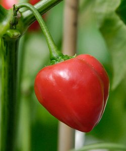 Ethiopian Peppertree, 10 frø
