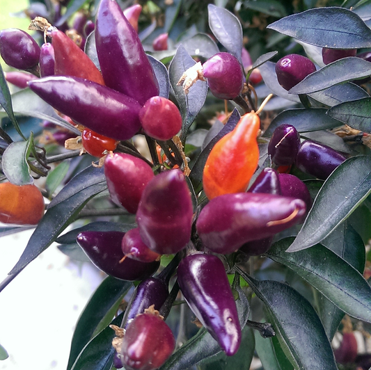 Explosive Ember, 10 frø