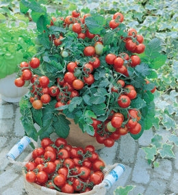 Gartenperle, 10 frø