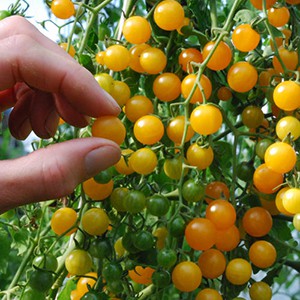 Gold Rush Currant, 10 frø