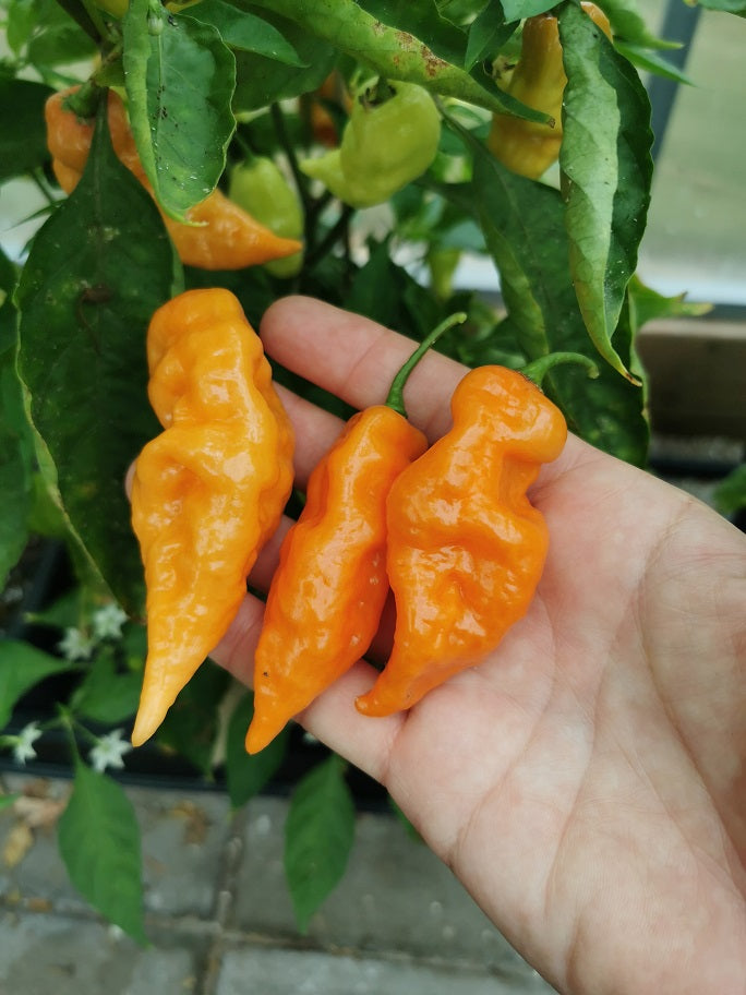 Habanada, 10 frø