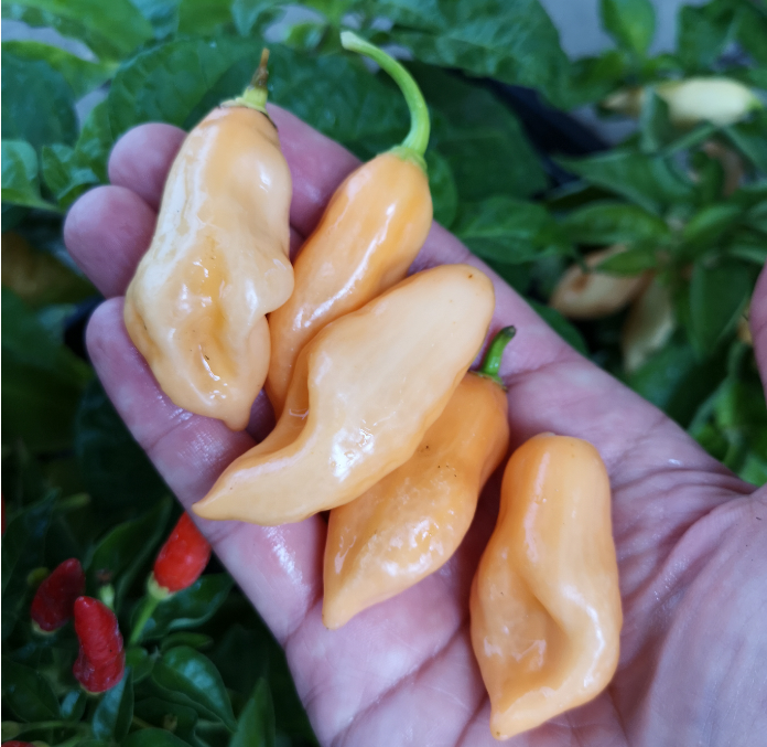 Habanero Dulce, 10 frø