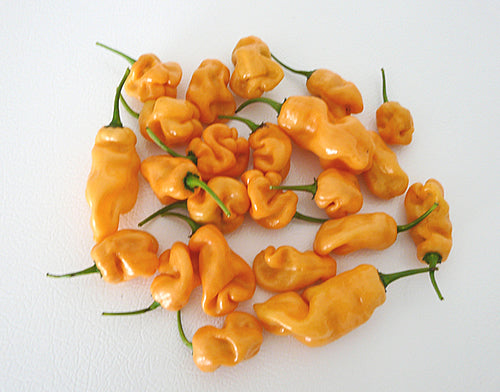 Habanero Peach, 10 frø