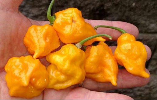 I Scream Scorpion, 10 frø