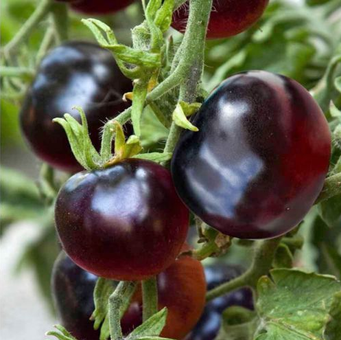 Indigo Rose, 10 frø