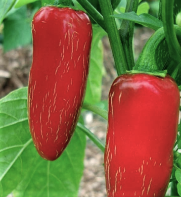 Jalapeno Conchos, 10 frø