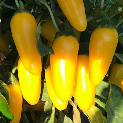 Jalapeno Lemon Spice, 10 frø