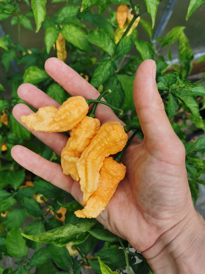 Jays Peach Ghost Scorpion, 8 frø