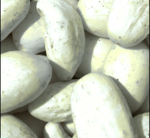 Miniature White, 8 frø