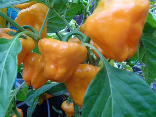 Mushroom Yellow, 10 frø