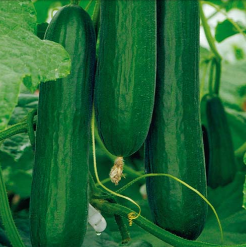 Skoleagurk Picolino F1, 8 frø