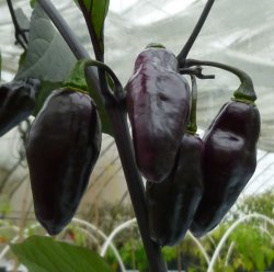 Pimenta da Neyde, 10 frø
