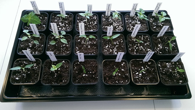 Plantebakke m høj opkant