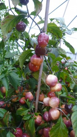 Purple Peach (CGN21500), 10 frø