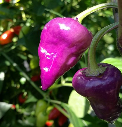Purple Ufo, 10 frø