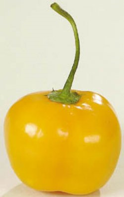 Rocoto Cera, 10 frø