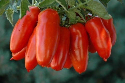 San Marzano 2, 10 frø