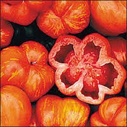 Striped Stuffer, 10 frø