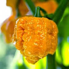 Trinidad Scorpion Moruga Yellow, 10 Frø – Plantekasse.dk