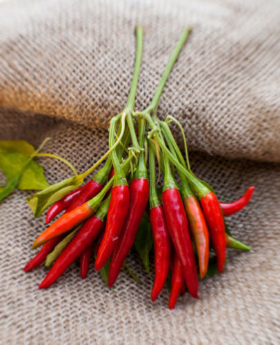 Thai Chili, 10 frø