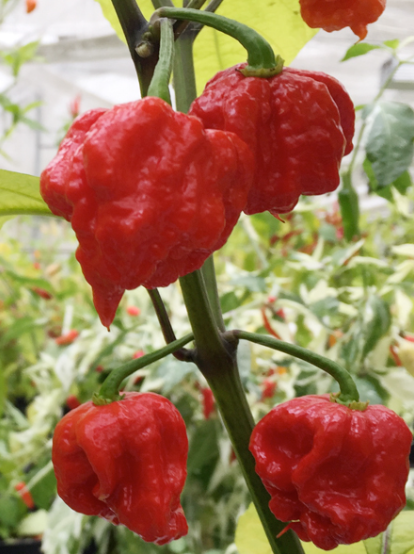 Trinidad Scorpion Moruga Belsebub, 10 frø