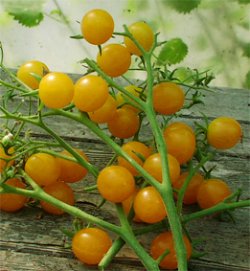 Clementine, 10 frø