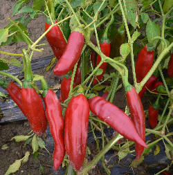 Guajillo, 10 frø