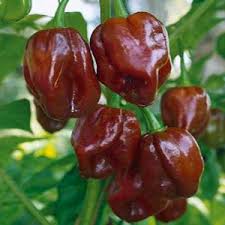Habanero Chocolate, 10 frø