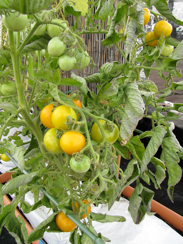 Yellow Perfection, 10 frø